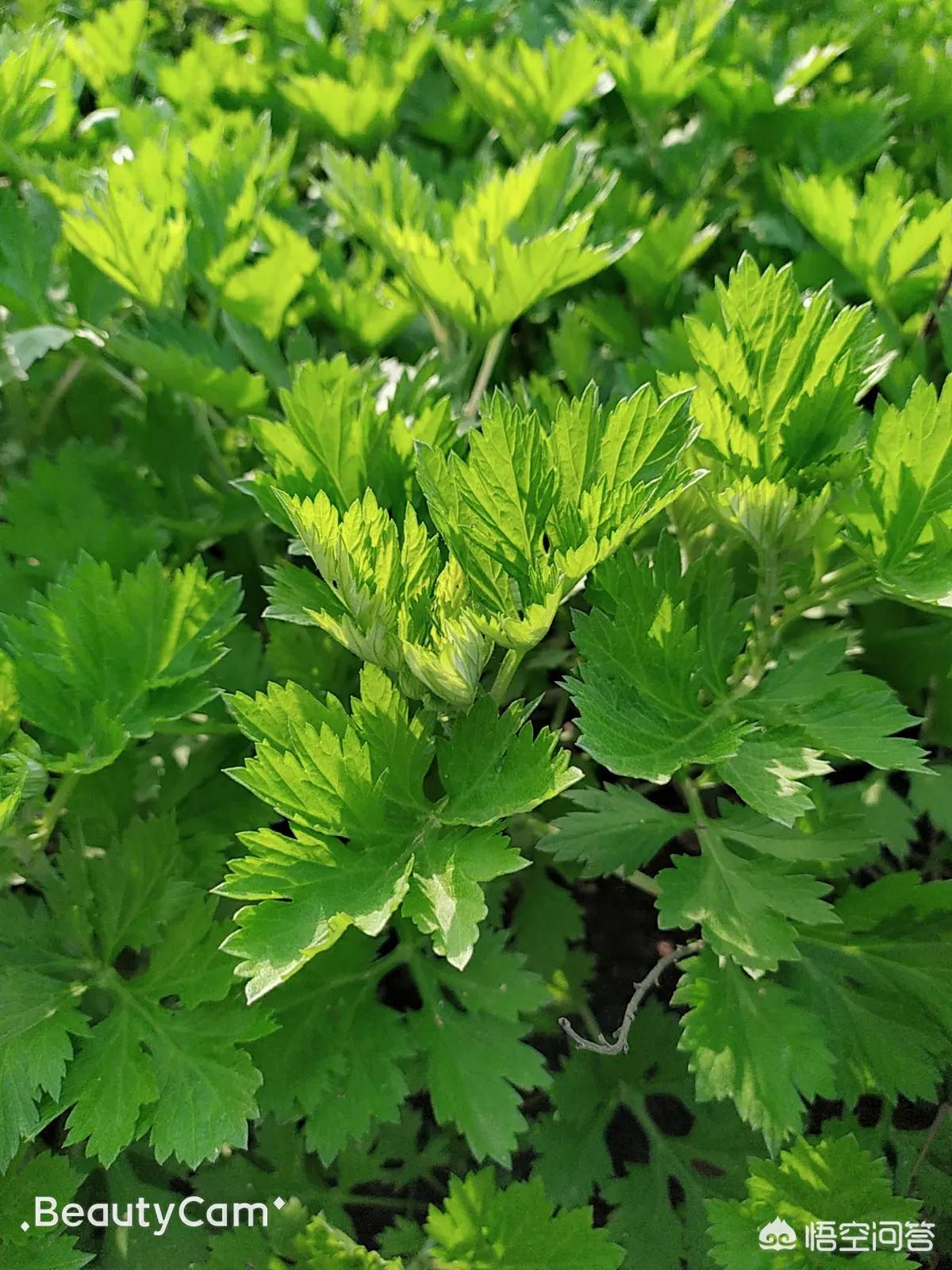 艾柱河南怎么样