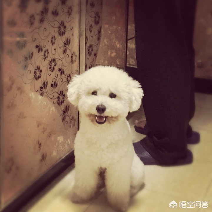 广州市养什么狗好