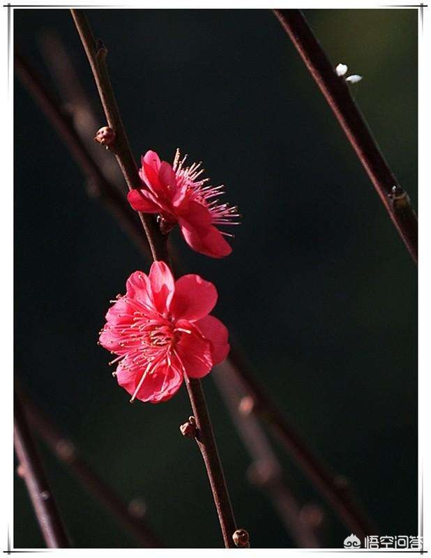 兰州市哪里可以看梅花