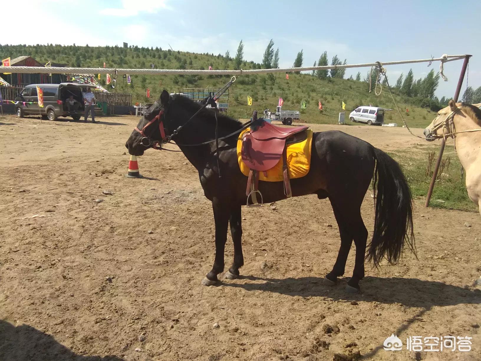 乌审旗汽车报价,乌审旗汽车报价查询