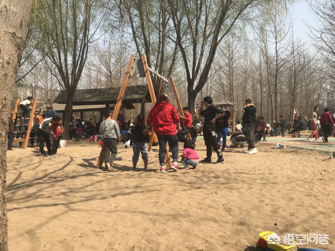 济南市郊种什么树