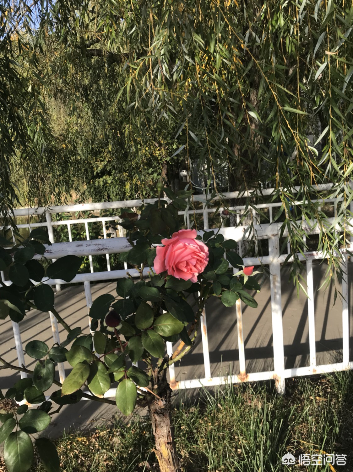 济南市郊种什么树