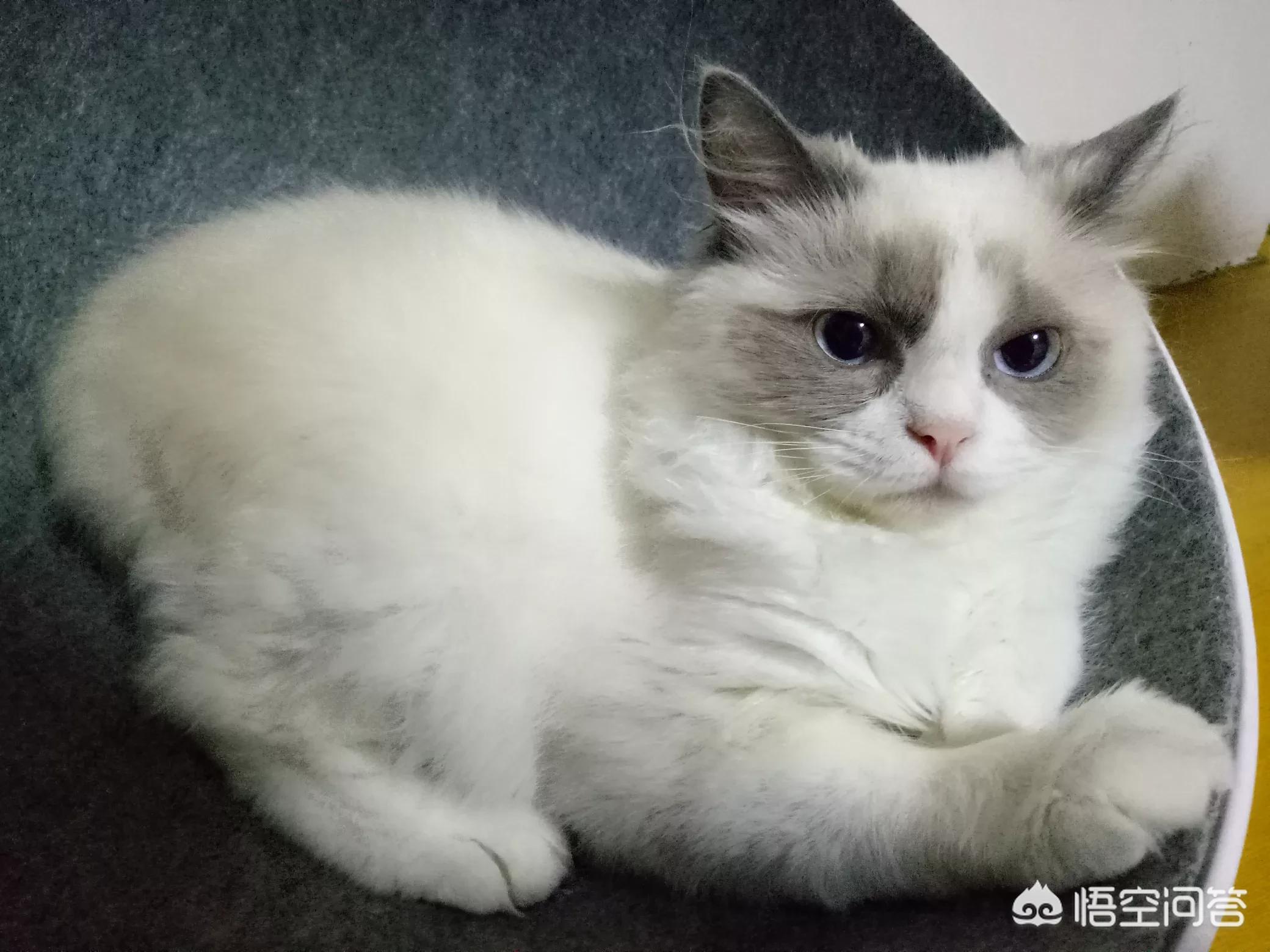 [上门喂猫没找到猫]闲鱼上门喂猫啥意思？