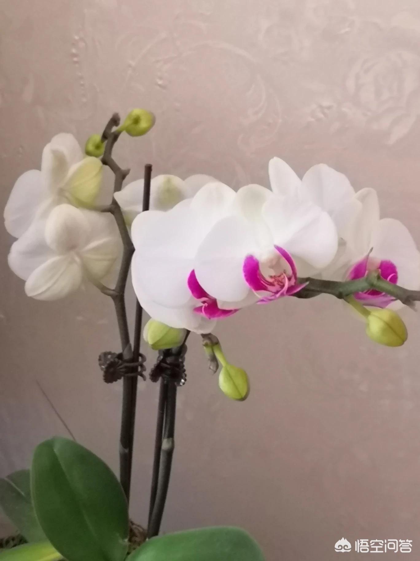 草书在线艺术字体生成