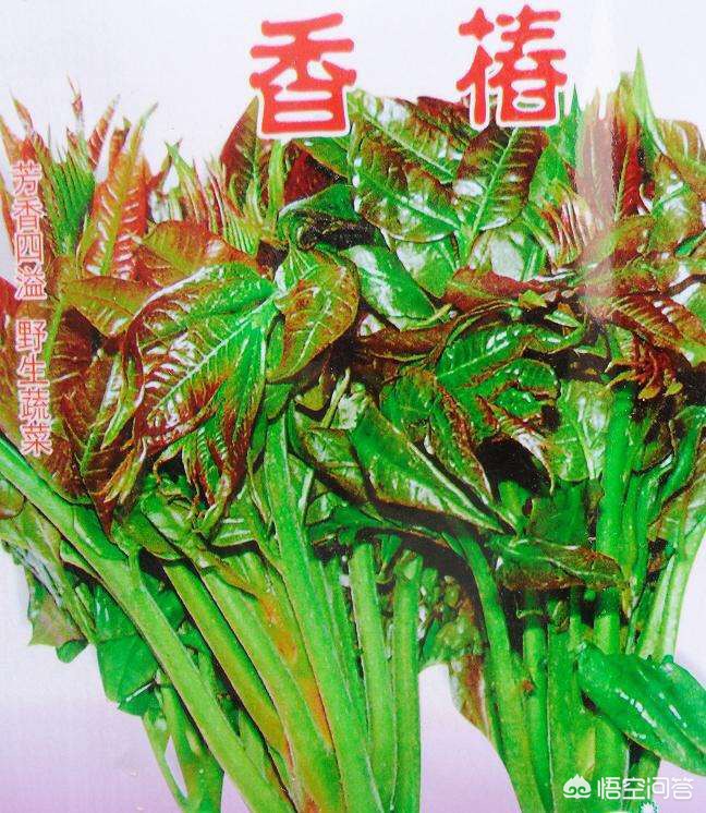 撞劳斯莱斯只赔200（餐桌上的“劳斯莱斯”，如何把200元一斤的香椿炒出大餐的味道？）
