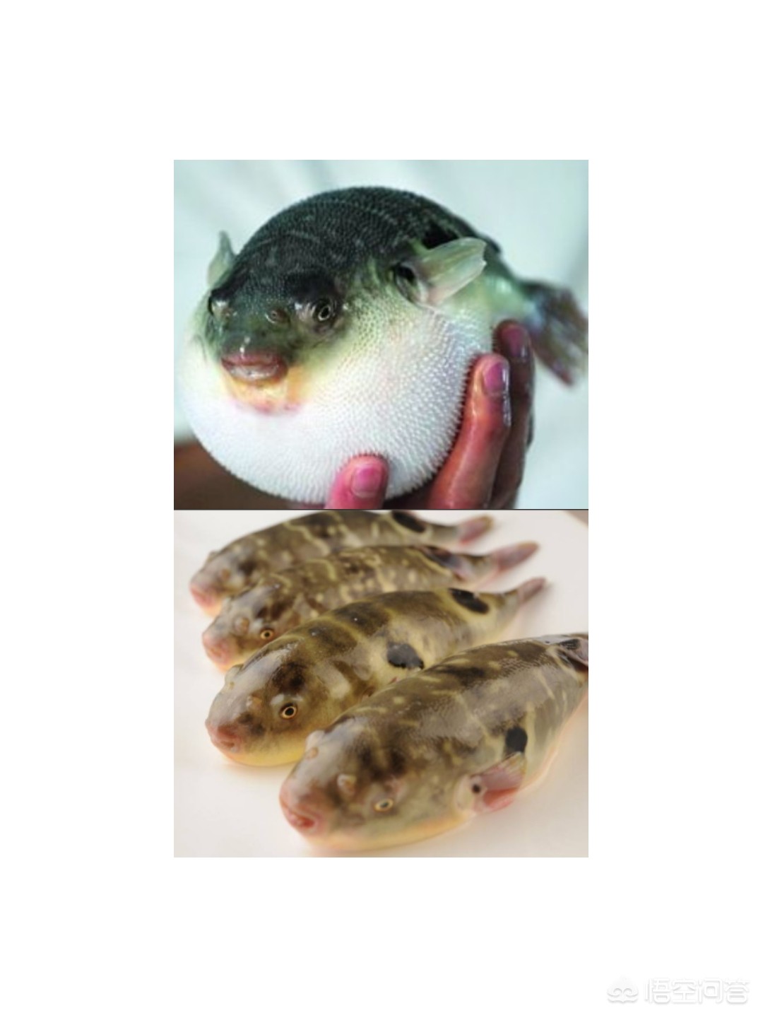 南通市哪个厂家生产河豚