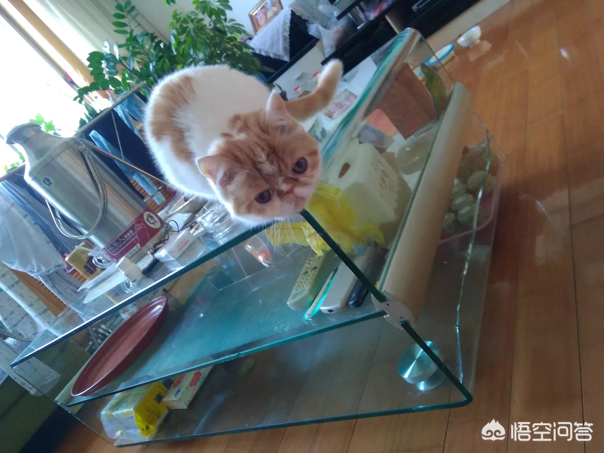 [走失小狗等主人8小时]猫走失几个月后还认识主人吗？