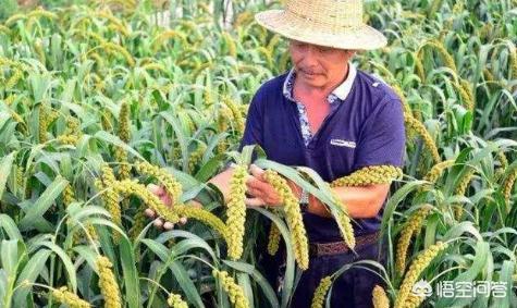 今天处暑，为何农村的老人说今天下雨不好，有啥说法吗？：今天处暑