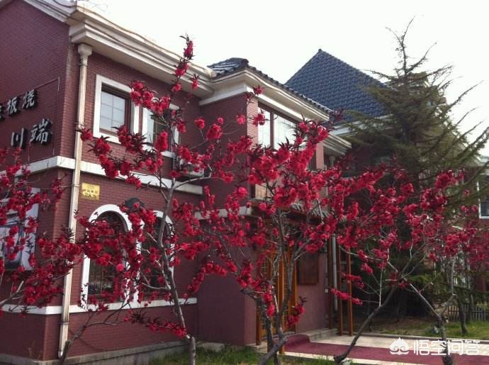 大连市有什么树