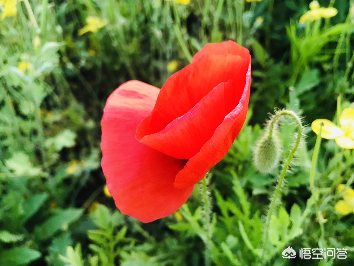 刘邦有几个得力干将？：得力干将