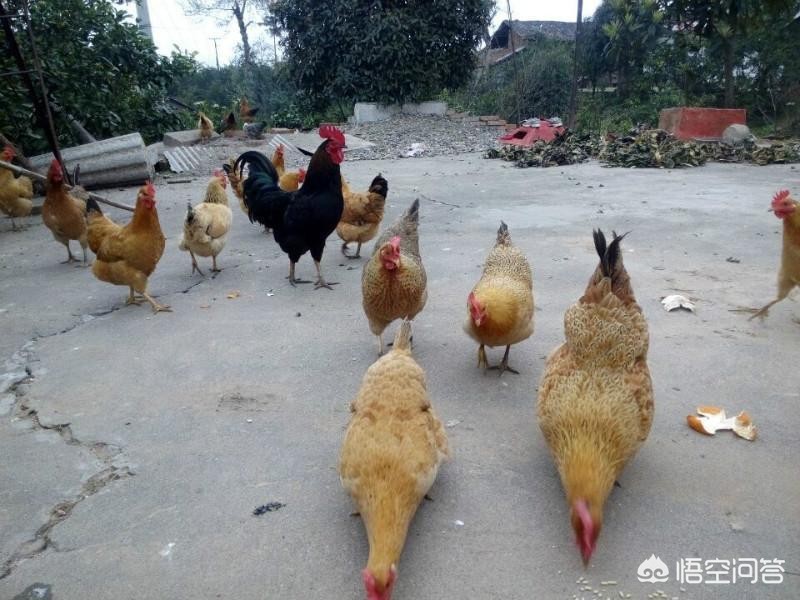 宁乡全网网络营销中心地址,养鸡该怎么选择鸡的品种?如何连续销售?