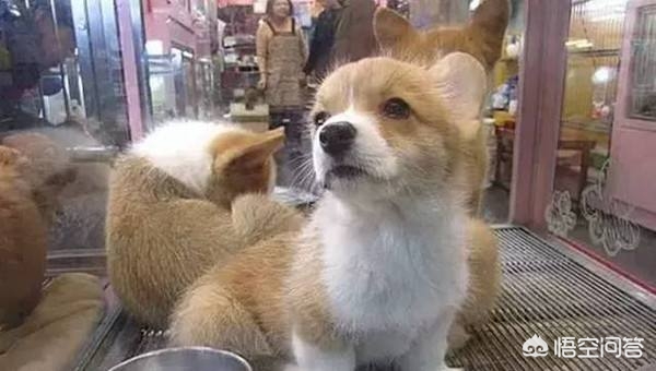 广州市都有什么品种的狗