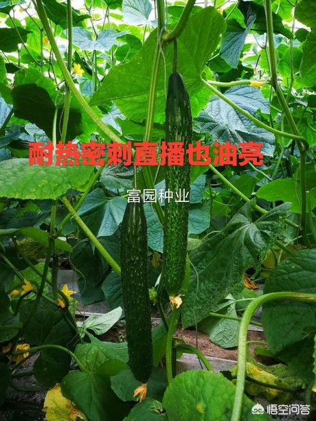 南通市附近哪里有西瓜园