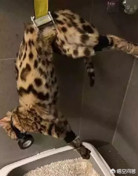 虐猫男留学被拒