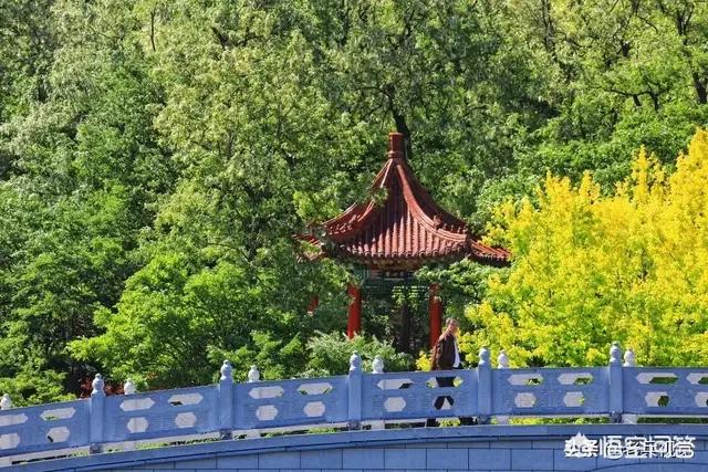 大连市市树是什么树