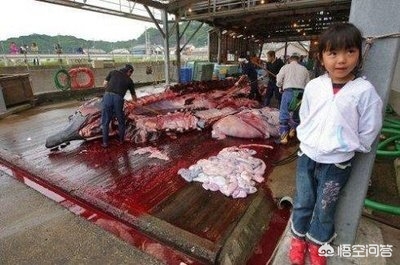 海豹的海外生活，海豹的海外生活视频