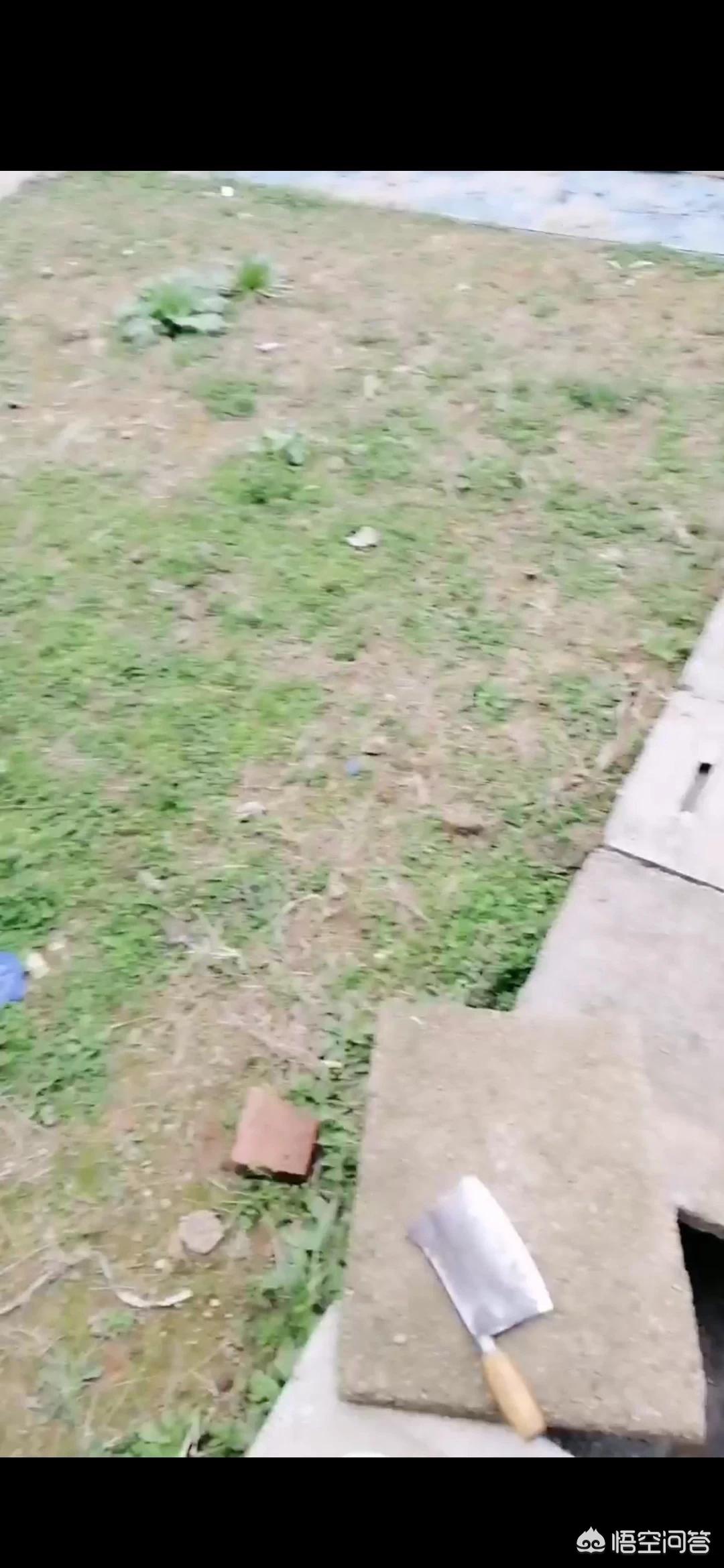 宁乡全网网络营销中心地址,养鸡该怎么选择鸡的品种?如何连续销售?