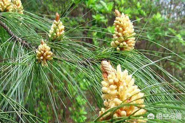 为什么经常看到农村一些人采集松花粉，松花粉有什么用途和功效呢？