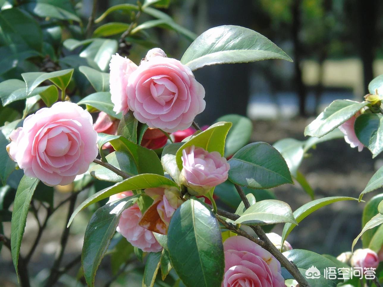 苏州市茶花苑怎么样