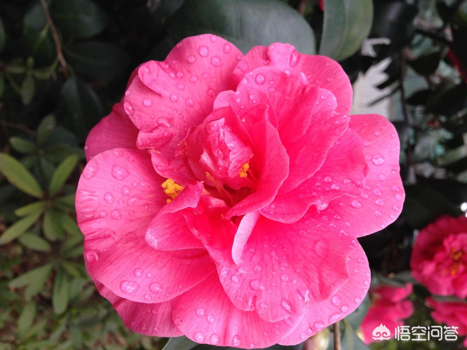 苏州市茶花苑怎么样