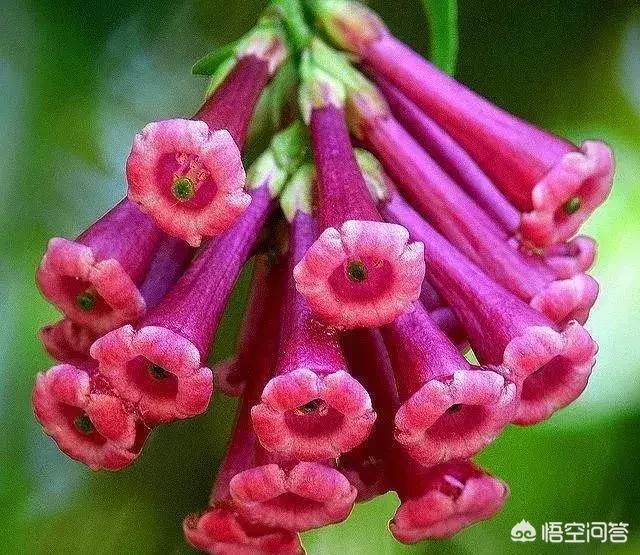 [zoro]zoro到底是什么意思啊？