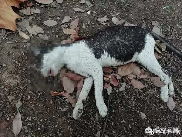 虐猫男留学被拒