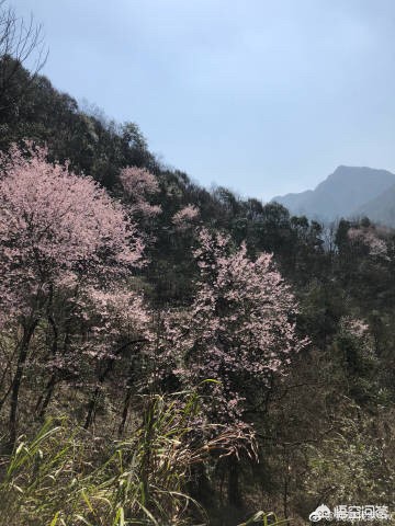 杭州有哪些樱花景点和桃花景点呢？哪些地方最值得去玩？