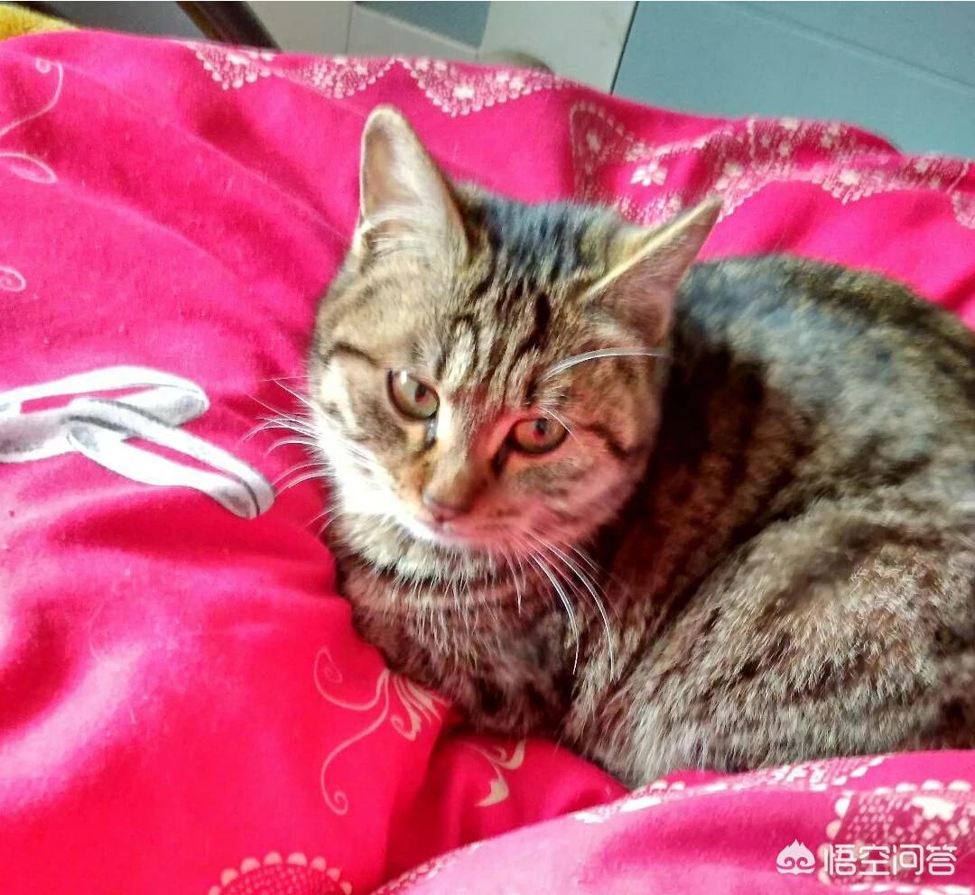 海外生活的猫视频播放网站，海外生活的猫视频播放网站