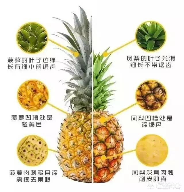 [凤梨就是菠萝吗]凤梨与菠萝一样甜吗？二者的区别在哪？