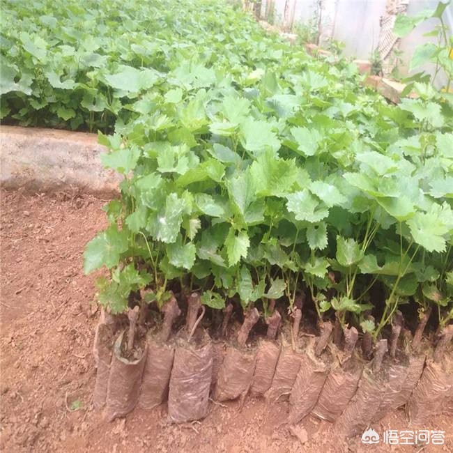 中方回应朝不无核化中国承诺不对无核国家
