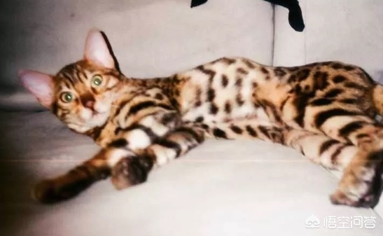 虐猫男留学被拒