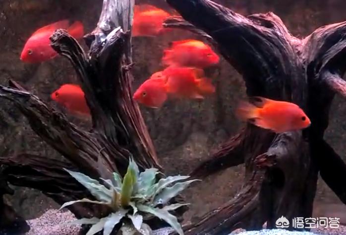 鹦鹉为什么把它的小鸟咬死？：带狗进店咬死鹦鹉