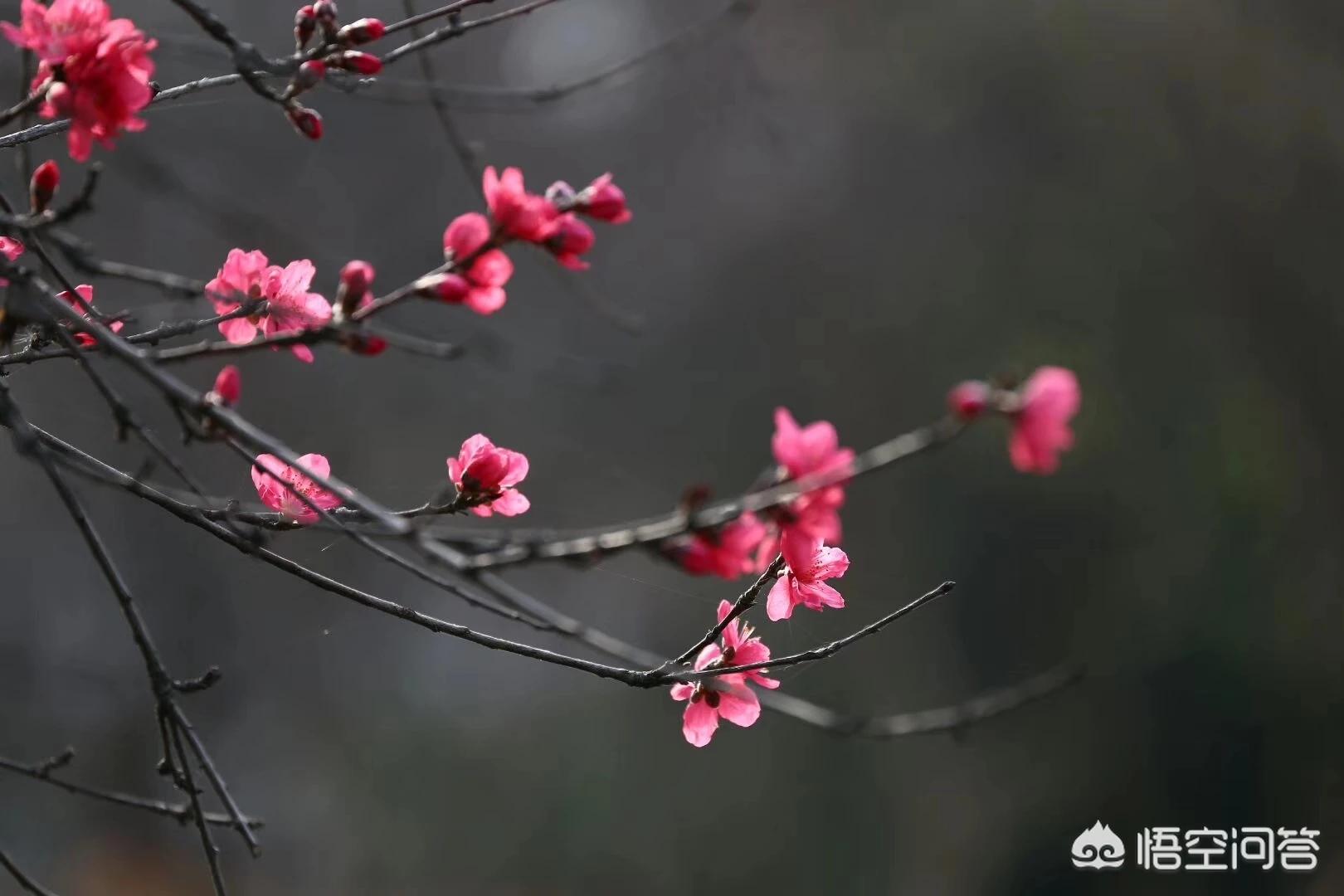成都二手两座小汽车报价,成都二手两座小汽车报价及图片