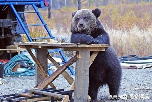 情感婚姻海外生活，情感婚姻海外生活视频