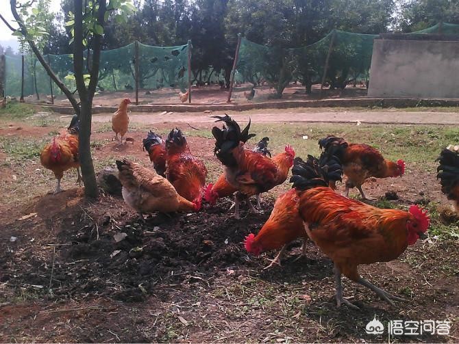 宁乡全网网络营销中心地址,养鸡该怎么选择鸡的品种?如何连续销售?