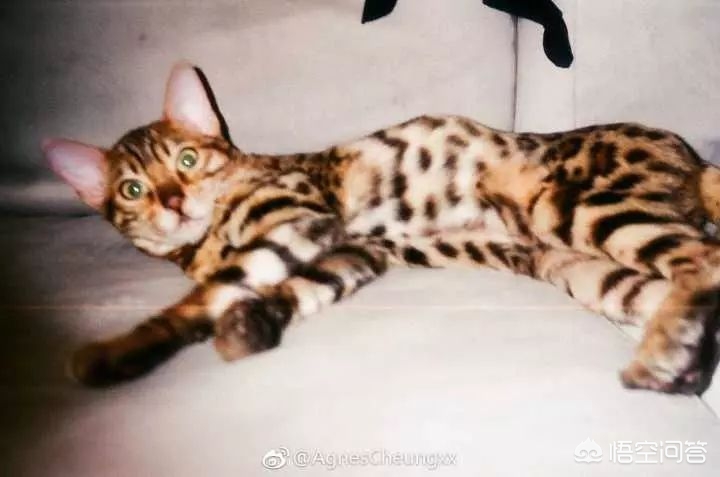 虐猫男留学被拒