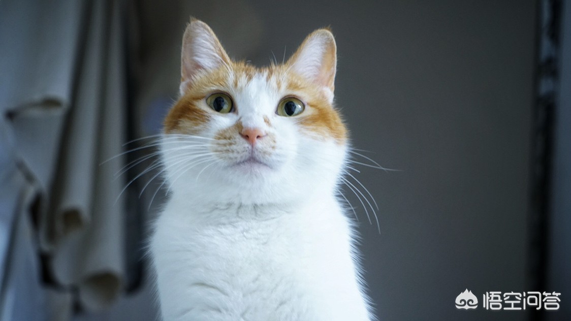 [做你的猫]你愿意做我的小猫咪吗啥意思？