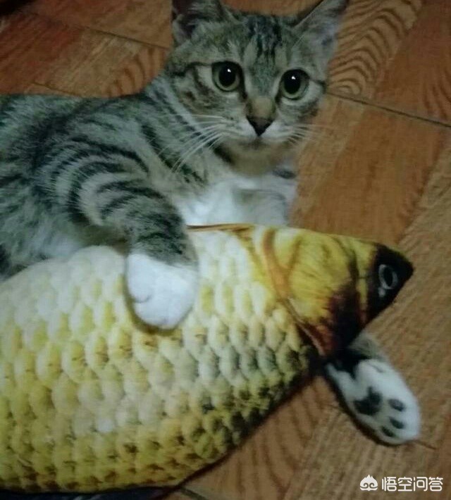 宠物海外生活现状如何，宠物海外生活现状如何写