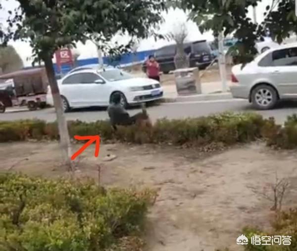 河南景点哪个可以带狗