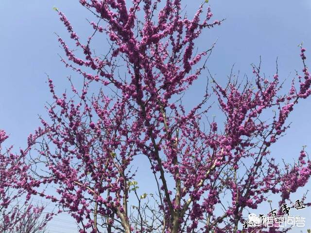 杭州有哪些樱花景点和桃花景点呢？哪些地方最值得去玩？