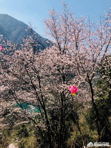 杭州有哪些樱花景点和桃花景点呢？哪些地方最值得去玩？