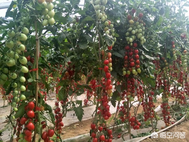 安徽合肥地区种植小番茄种子，都有什么好品种？