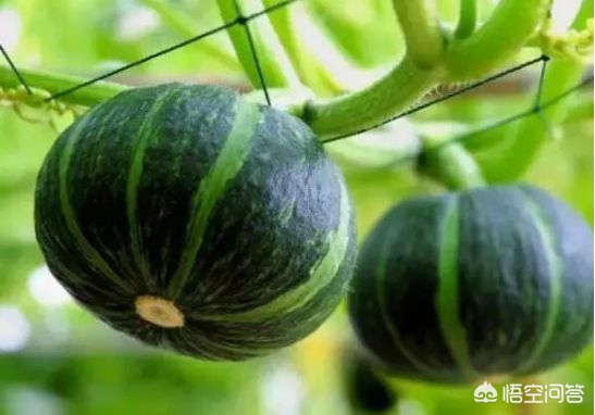 你种植过“贝贝南瓜”吗，亩产量高吗？果实质量如何？