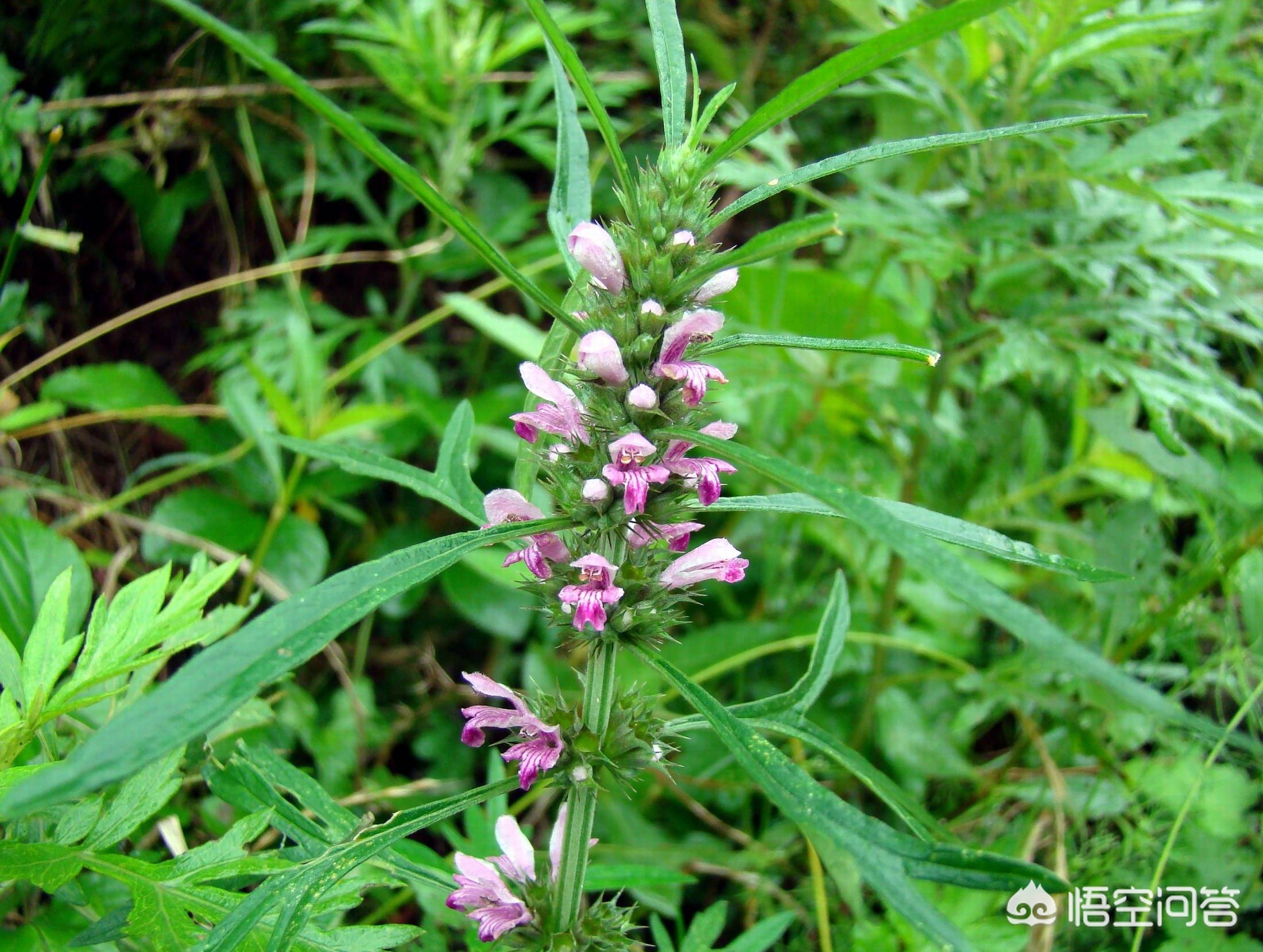 益母草泡水喝的功效与作用？