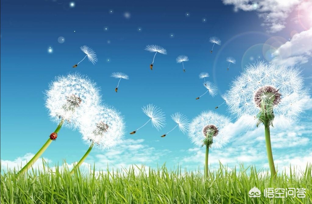 [zoro]zoro到底是什么意思啊？