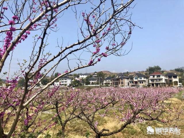 杭州有哪些樱花景点和桃花景点呢？哪些地方最值得去玩？