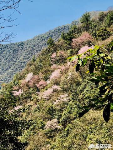 杭州有哪些樱花景点和桃花景点呢？哪些地方最值得去玩？