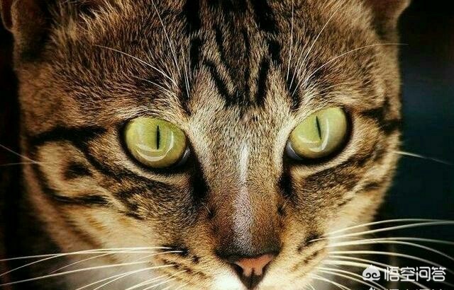 海外生活的猫视频播放网站，海外生活的猫视频播放网站