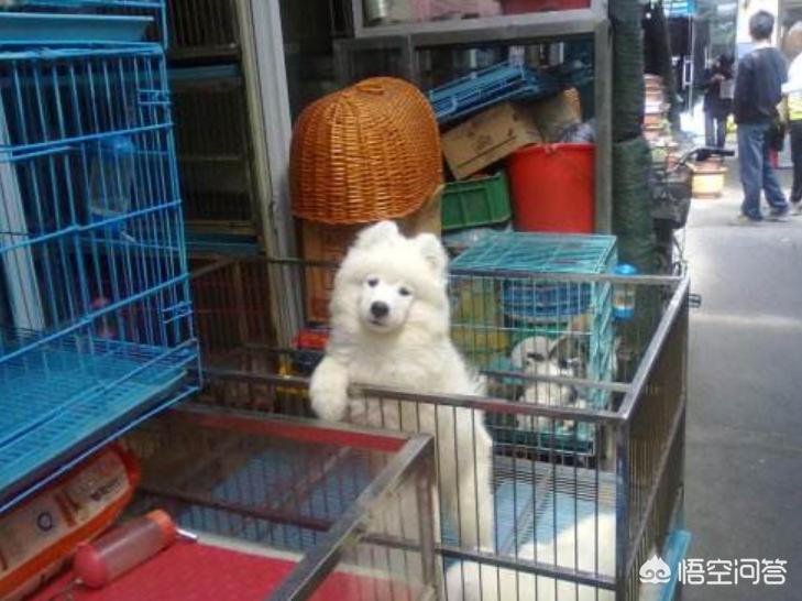 广州市都有什么品种的狗
