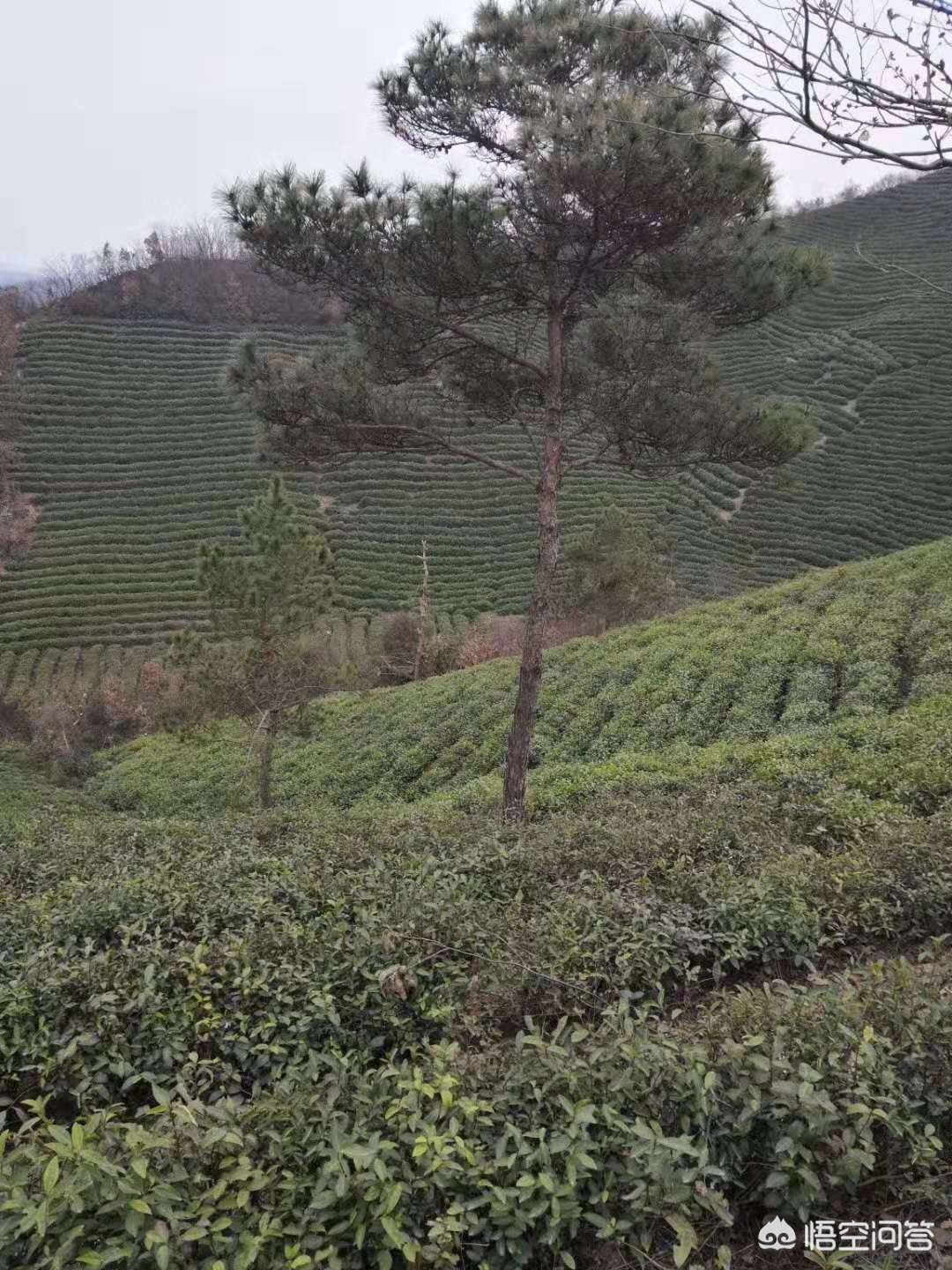 农村淘宝网（新版淘宝怎么设置农村淘宝？）